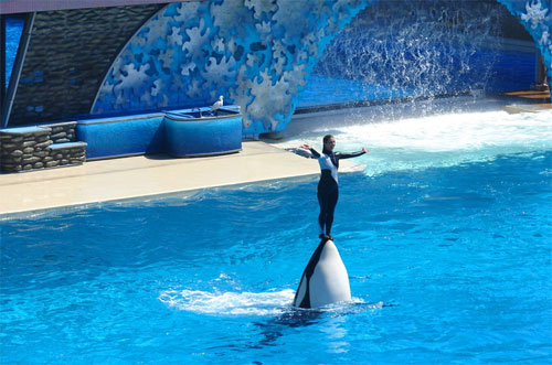 Sea World